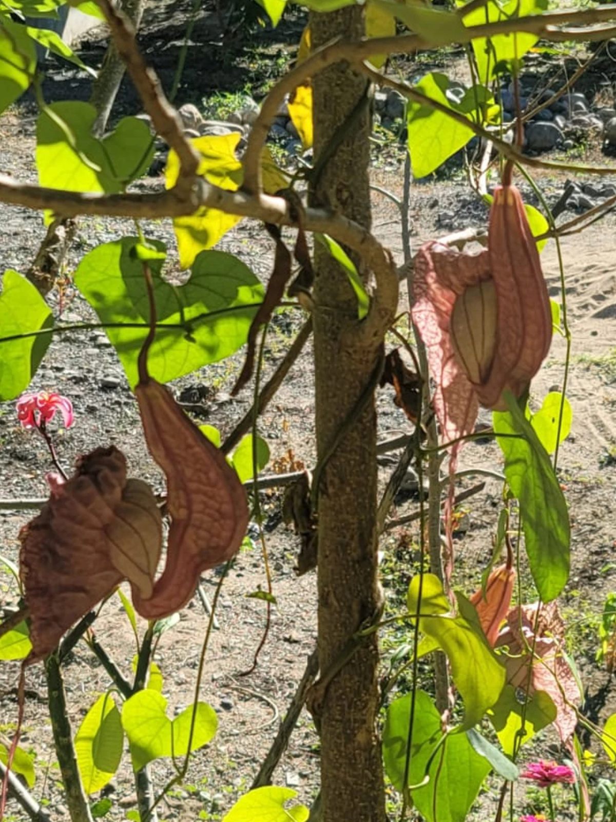 Duckflower – Krachtige detoxbloem uit Honduras